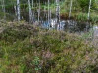 Blühende Besenheide bei Moorteich im Inzeller Moor